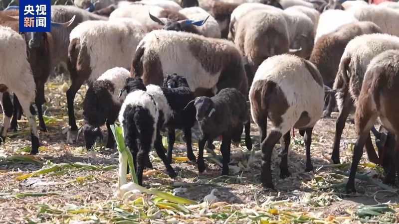 新春走基层丨下山借牧还交上了朋友 这趟“冬牧”值了 新闻