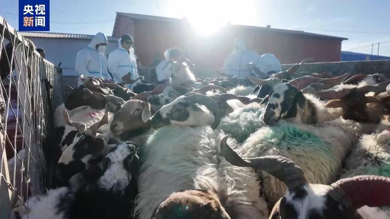 新春走基层丨下山借牧还交上了朋友 这趟“冬牧”值了 新闻