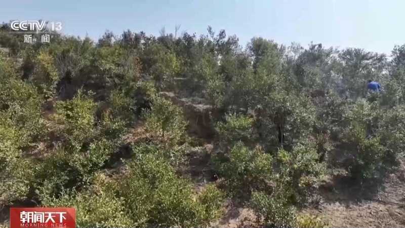  国土绿化迈入新阶段；从单一林转向混交林；多地发力精准提质 文化旅游