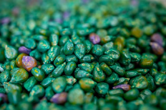  能源危机之下，农业微生物迎来转机；特朗普紧急释油策略惊人逆转，德国核电路径渐趋明朗。 新闻